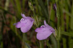 Thickleaf waterwillow